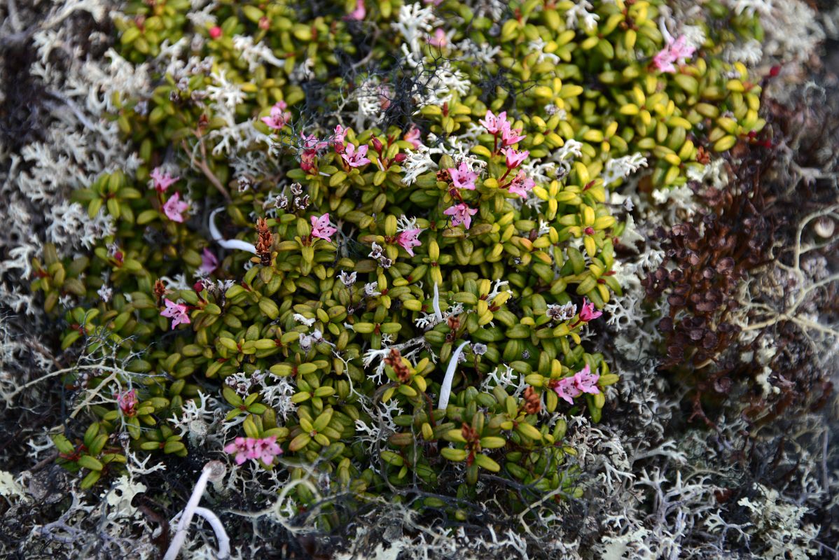 14A Small Plants And Wildflowers In Richardson Mountains At Communication Tower Near The Dempster Highway On Day Tour From Inuvik To Arctic Circle